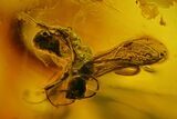 Fossil Wasp (Hymenoptera) In Baltic Amber #200191-1